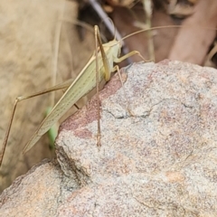 Polichne sp. (genus) (Small Grassland Katydid) at Gundaroo, NSW - 4 Feb 2023 by Gunyijan