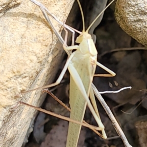 Polichne sp. (genus) at Gundaroo, NSW - 4 Feb 2023