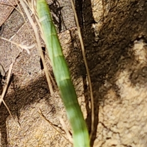 Polichne sp. (genus) at Gundaroo, NSW - 4 Feb 2023