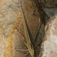 Polichne sp. (genus) at Gundaroo, NSW - 4 Feb 2023