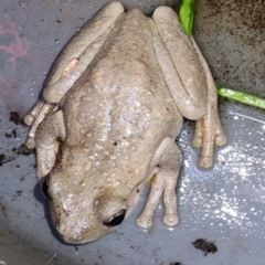 Litoria peronii (Peron's Tree Frog, Emerald Spotted Tree Frog) at Gundaroo, NSW - 5 Feb 2023 by Gunyijan