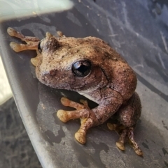 Litoria peronii at Gundaroo, NSW - 5 Feb 2023