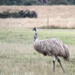 Dromaius novaehollandiae (Emu) at Nariel Valley, VIC - 4 Feb 2023 by Darcy