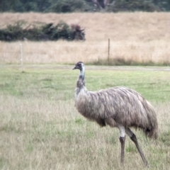 Dromaius novaehollandiae (Emu) at Nariel Valley, VIC - 3 Feb 2023 by Darcy