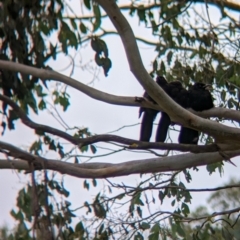 Corcorax melanorhamphos (White-winged Chough) at Nariel Valley, VIC - 4 Feb 2023 by Darcy