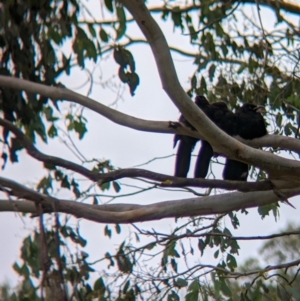 Corcorax melanorhamphos at Nariel Valley, VIC - suppressed