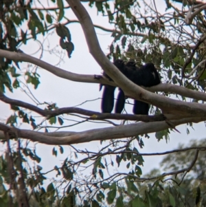 Corcorax melanorhamphos at Nariel Valley, VIC - suppressed