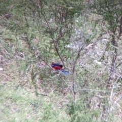 Platycercus elegans (Crimson Rosella) at Nariel Valley, VIC - 4 Feb 2023 by Darcy