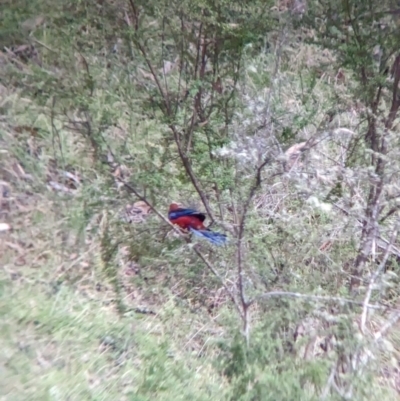 Platycercus elegans (Crimson Rosella) at Nariel Valley, VIC - 4 Feb 2023 by Darcy