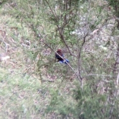 Platycercus elegans at Nariel Valley, VIC - suppressed