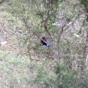 Platycercus elegans at Nariel Valley, VIC - 4 Feb 2023