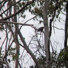 Artamus cyanopterus cyanopterus (Dusky Woodswallow) at Nariel Valley, VIC - 4 Feb 2023 by Darcy