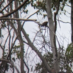 Artamus cyanopterus at Nariel Valley, VIC - suppressed