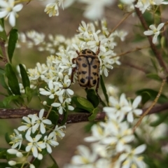 Neorrhina punctata (Spotted flower chafer) at Cudgewa, VIC - 4 Feb 2023 by Darcy
