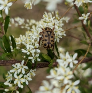 Neorrhina punctatum at Cudgewa, VIC - suppressed