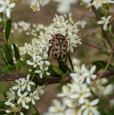 Neorrhina punctatum (Spotted flower chafer) at Cudgewa, VIC - 4 Feb 2023 by Darcy