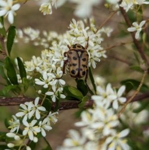 Neorrhina punctata (Spotted flower chafer) at suppressed by Darcy