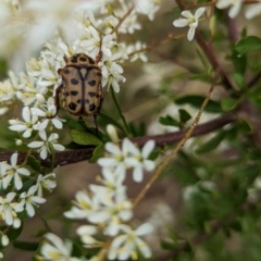 Neorrhina punctatum at Cudgewa, VIC - suppressed