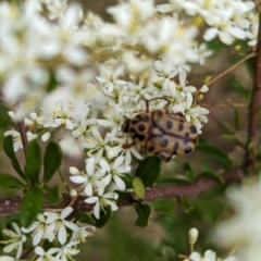 Neorrhina punctatum at Cudgewa, VIC - suppressed