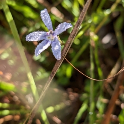 Isotoma fluviatilis subsp. australis (Swamp Isotome) at Holbrook, NSW - 5 Feb 2023 by Darcy