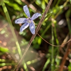 Isotoma fluviatilis subsp. australis (Swamp Isotome) at Holbrook, NSW - 5 Feb 2023 by Darcy