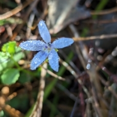 Isotoma fluviatilis subsp. australis at Holbrook, NSW - 6 Feb 2023