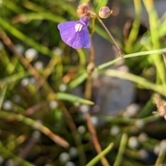Utricularia dichotoma (Fairy Aprons, Purple Bladderwort) at Holbrook, NSW - 5 Feb 2023 by Darcy