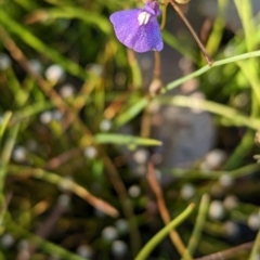 Utricularia dichotoma at Holbrook, NSW - suppressed