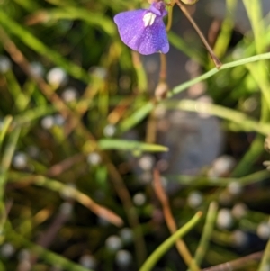 Utricularia dichotoma at Holbrook, NSW - suppressed