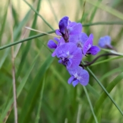 Glycine tabacina (Variable Glycine) at Holbrook, NSW - 6 Feb 2023 by Darcy