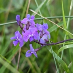 Glycine tabacina at Holbrook, NSW - suppressed