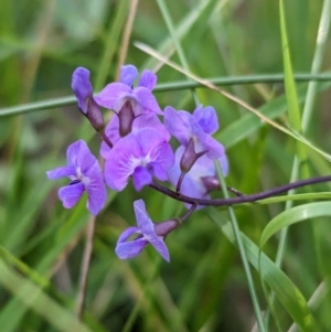 Glycine tabacina at Holbrook, NSW - 6 Feb 2023