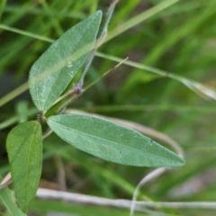 Glycine tabacina at Holbrook, NSW - suppressed