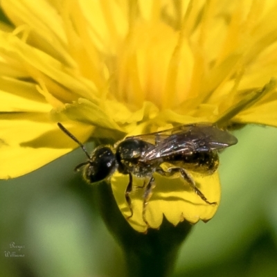 Lasioglossum (Homalictus) sphecodoides (Furrow Bee) at ANBG - 5 Feb 2023 by Roger