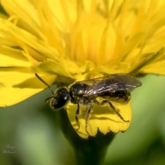 Lasioglossum (Homalictus) sphecodoides (Furrow Bee) at Acton, ACT - 5 Feb 2023 by Roger