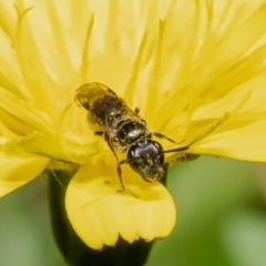 Lasioglossum (Homalictus) sphecodoides at Acton, ACT - 6 Feb 2023