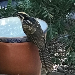 Eudynamys orientalis (Pacific Koel) at Palmerston, ACT - 6 Feb 2023 by Jenny54