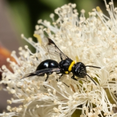 Hylaeus (Prosopisteron) primulipictus (Hylaeine colletid bee) at ANBG - 5 Feb 2023 by Roger