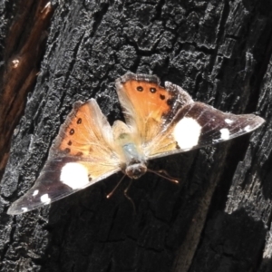 Vanessa itea at Cann River, VIC - 2 Feb 2023 02:14 PM