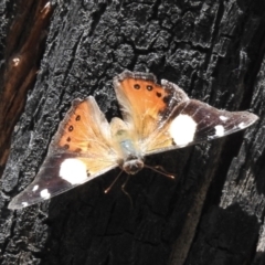 Vanessa itea (Yellow Admiral) at Cann River, VIC - 2 Feb 2023 by GlossyGal