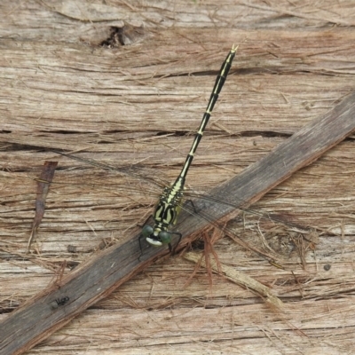 Austrogomphus guerini (Yellow-striped Hunter) at Cann River, VIC - 2 Feb 2023 by GlossyGal