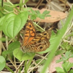 Geitoneura acantha at Cann River, VIC - 2 Feb 2023