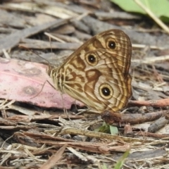 Geitoneura acantha at Cann River, VIC - 2 Feb 2023