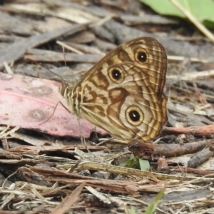 Geitoneura acantha at Cann River, VIC - 2 Feb 2023