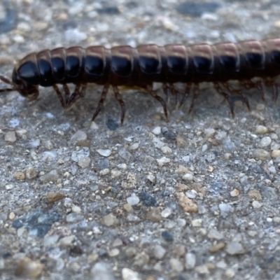 Paradoxosomatidae sp. (family) (Millipede) at Queanbeyan River - 1 Feb 2023 by GlossyGal
