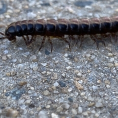 Paradoxosomatidae sp. (family) (Millipede) at Queanbeyan, NSW - 1 Feb 2023 by GlossyGal