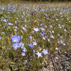 Wahlenbergia stricta subsp. stricta (Tall Bluebell) at Forde, ACT - 19 Nov 2020 by mlech