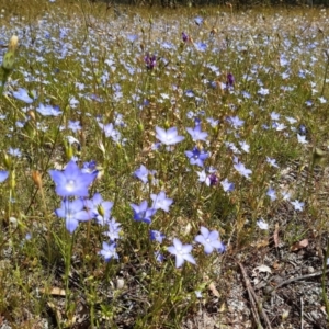 Wahlenbergia stricta subsp. stricta at Forde, ACT - 19 Nov 2020 12:22 PM