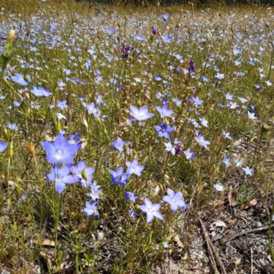 Wahlenbergia stricta subsp. stricta (Tall Bluebell) at Mulligans Flat - 19 Nov 2020 by mlech