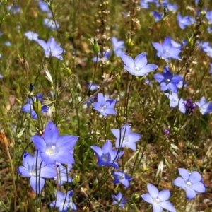 Wahlenbergia stricta subsp. stricta at Forde, ACT - 19 Nov 2020